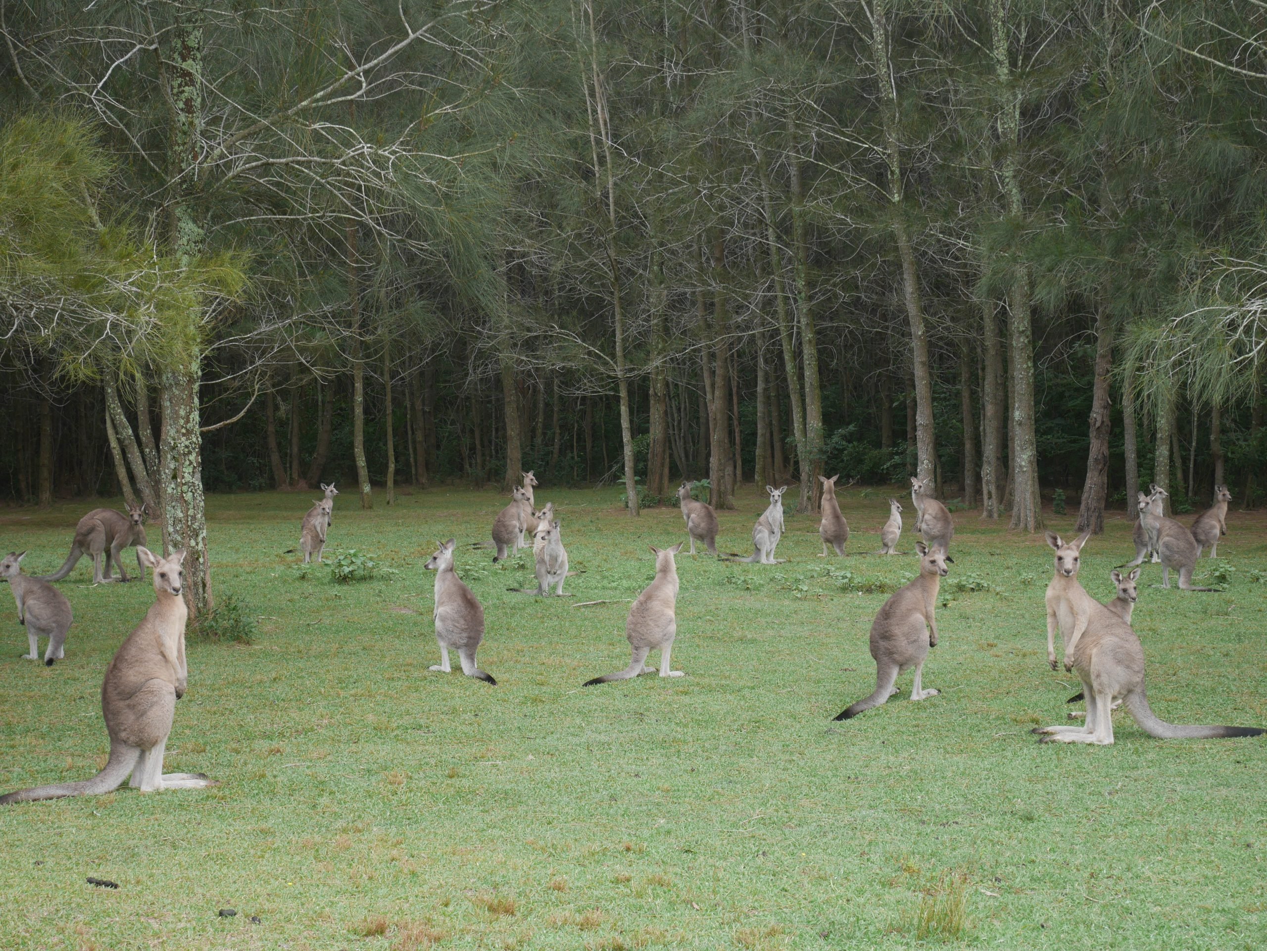 01.02.17 – Les kangourous à Morisset Park !