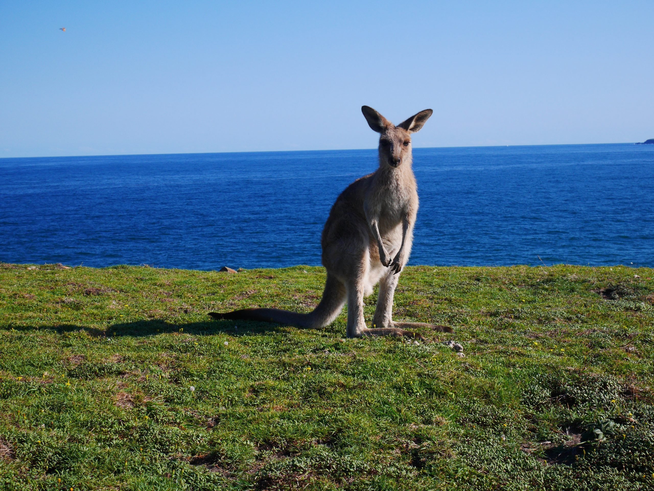 15.02.17 – Muttonbird Island et Emerald Beach