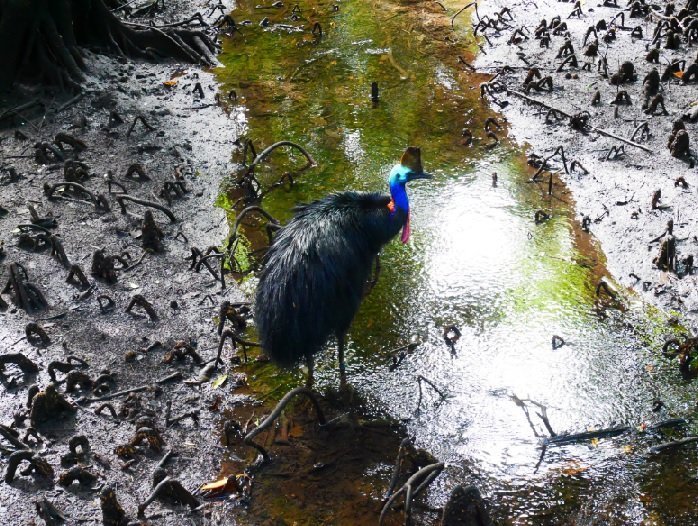 01.08.17 – Daintree Forest : des casoars pour le dernier jour !