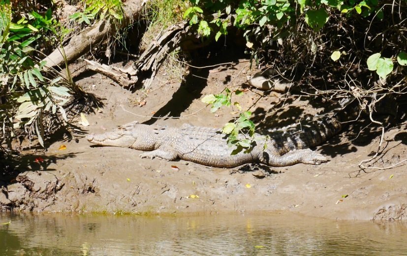 30.07.17 – La Daintree River et ses crocodiles (!), puis la Daintree Forest