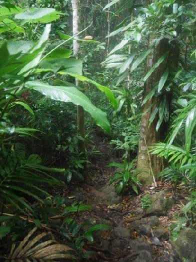 31.07.17 – Daintree Forest : Randonnée au Mount Sorrow puis plages