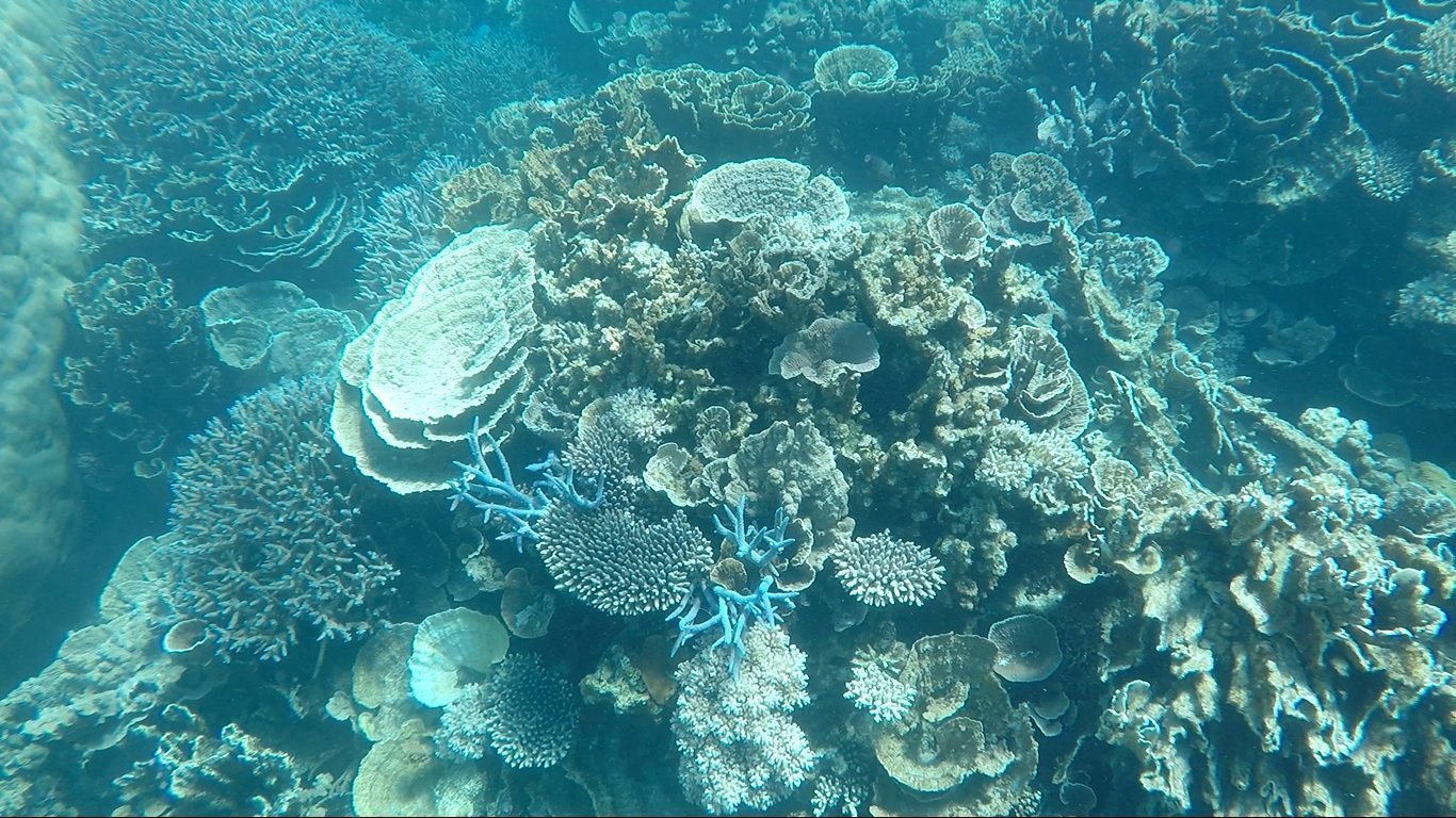 04.11.17 – Snorkeling à Coral Bay